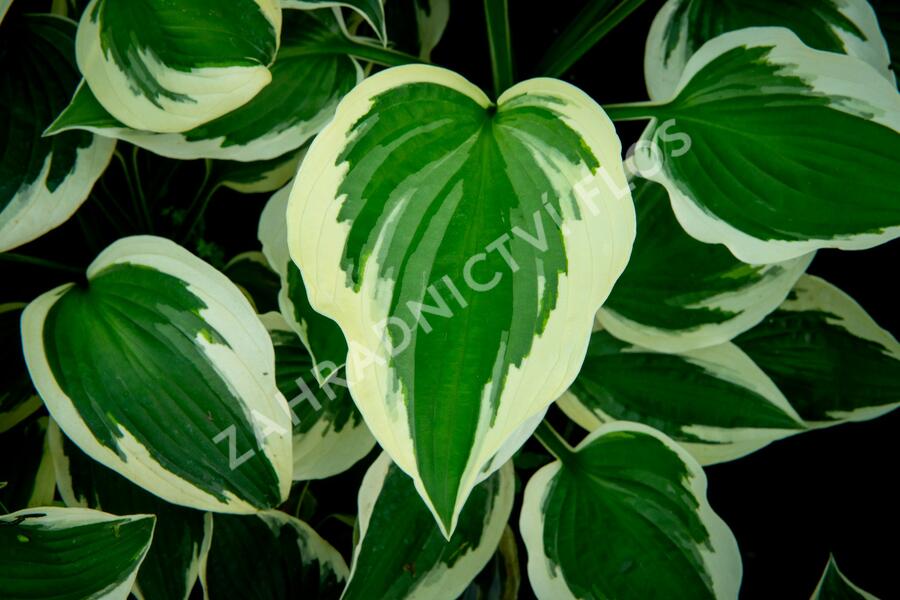Bohyška 'Patriot' - Hosta 'Patriot'