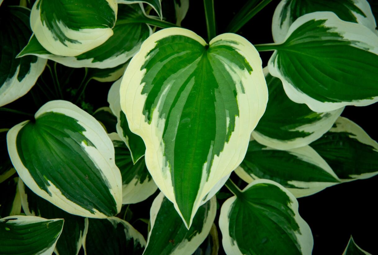 Bohyška 'Patriot' - Hosta 'Patriot'