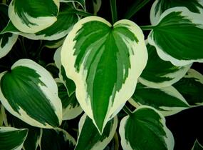 Bohyška 'Patriot' - Hosta 'Patriot'
