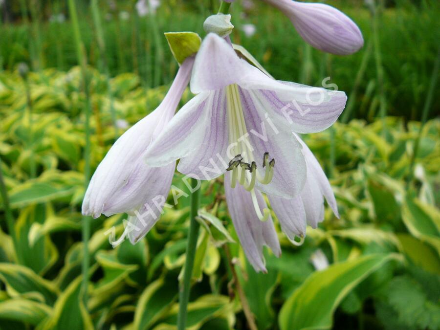 Bohyška 'Wide Brim' - Hosta 'Wide Brim'