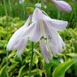 Bohyška 'Wide Brim' - Hosta 'Wide Brim'