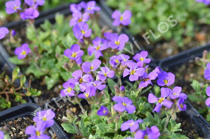 Tařička kosníkovitá 'Blaumeise' - Aubrieta deltoides 'Blaumeise'