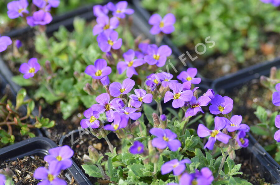 Tařička kosníkovitá 'Blaumeise' - Aubrieta deltoides 'Blaumeise'