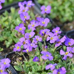 Tařička kosníkovitá 'Blaumeise' - Aubrieta deltoides 'Blaumeise'