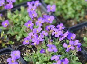 Tařička kosníkovitá 'Blaumeise' - Aubrieta deltoides 'Blaumeise'