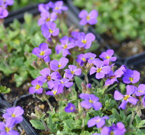 Tařička kosníkovitá 'Blaumeise' - Aubrieta deltoides 'Blaumeise'