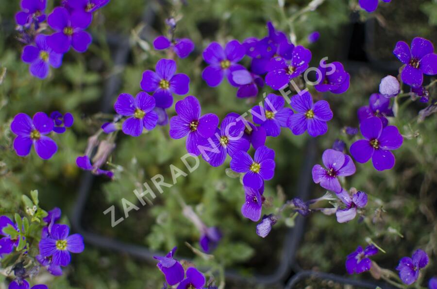 Tařička kosníkovitá 'Blaumeise' - Aubrieta deltoides 'Blaumeise'