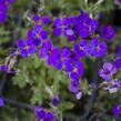 Tařička kosníkovitá 'Blaumeise' - Aubrieta deltoides 'Blaumeise'