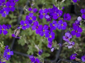 Tařička kosníkovitá 'Blaumeise' - Aubrieta deltoides 'Blaumeise'