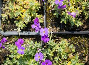 Tařička kosníkovitá 'Blaumeise' - Aubrieta deltoides 'Blaumeise'