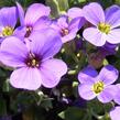 Tařička kosníkovitá 'Blaumeise' - Aubrieta deltoides 'Blaumeise'