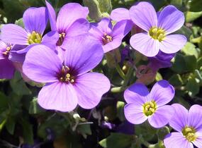Tařička kosníkovitá 'Blaumeise' - Aubrieta deltoides 'Blaumeise'