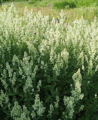 Šanta lesostepní 'Isis' - Nepeta nuda 'Isis'