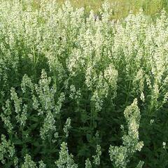 Šanta 'Isis' - Nepeta nuda 'Isis'