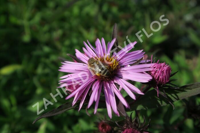 Hvězdnice novoanglická 'Barr's Pink' - Aster novae-angliae 'Barr's Pink'