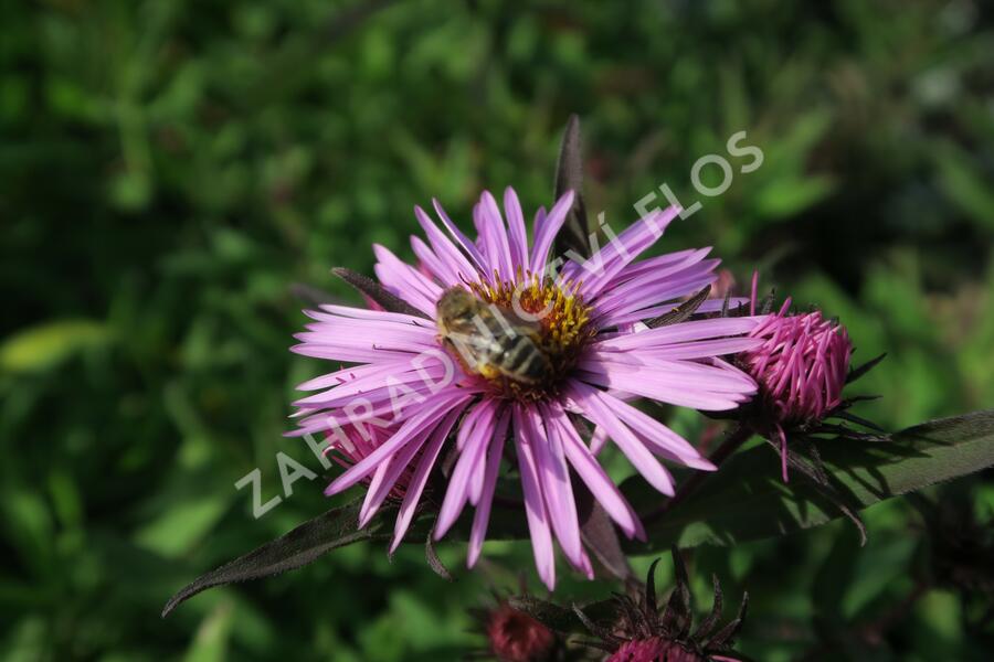 Hvězdnice novoanglická 'Barr's Pink' - Aster novae-angliae 'Barr's Pink'