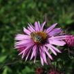 Hvězdnice novoanglická 'Barr's Pink' - Aster novae-angliae 'Barr's Pink'