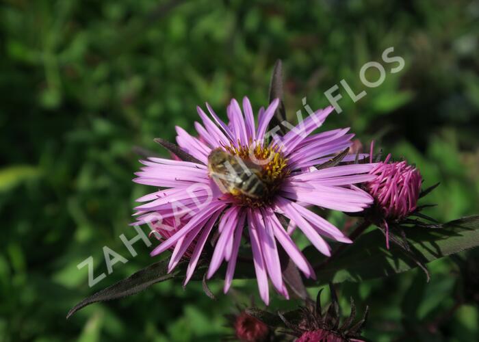 Hvězdnice novoanglická 'Barr's Pink' - Aster novae-angliae 'Barr's Pink'