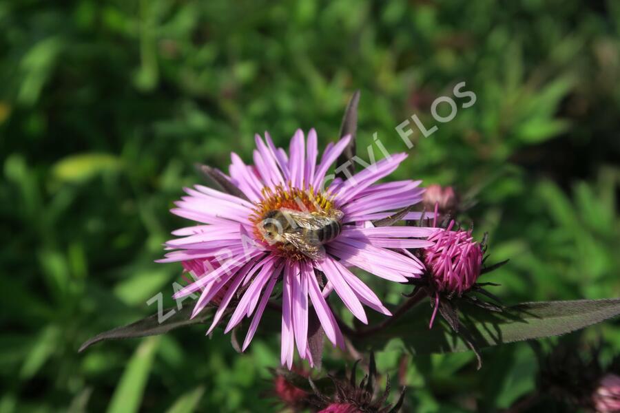 Hvězdnice novoanglická 'Barr's Pink' - Aster novae-angliae 'Barr's Pink'