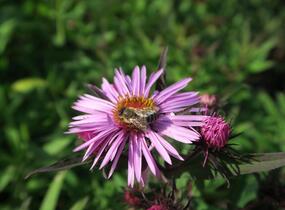 Hvězdnice novoanglická 'Barr's Pink' - Aster novae-angliae 'Barr's Pink'