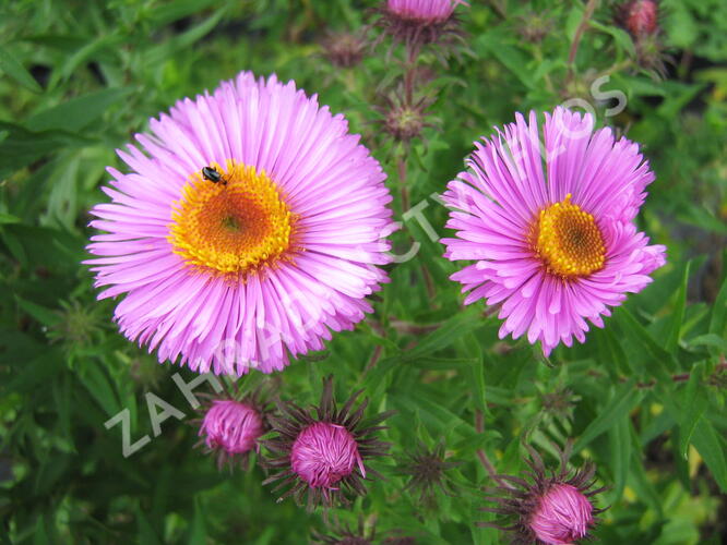 Hvězdnice novoanglická 'Barr's Pink' - Aster novae-angliae 'Barr's Pink'
