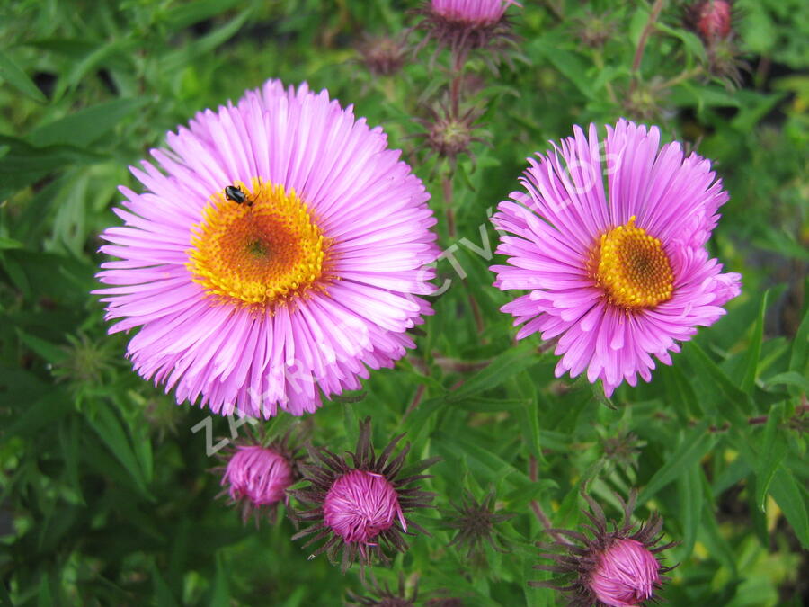 Hvězdnice novoanglická 'Barr's Pink' - Aster novae-angliae 'Barr's Pink'