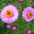 Hvězdnice novoanglická 'Barr's Pink' - Aster novae-angliae 'Barr's Pink'