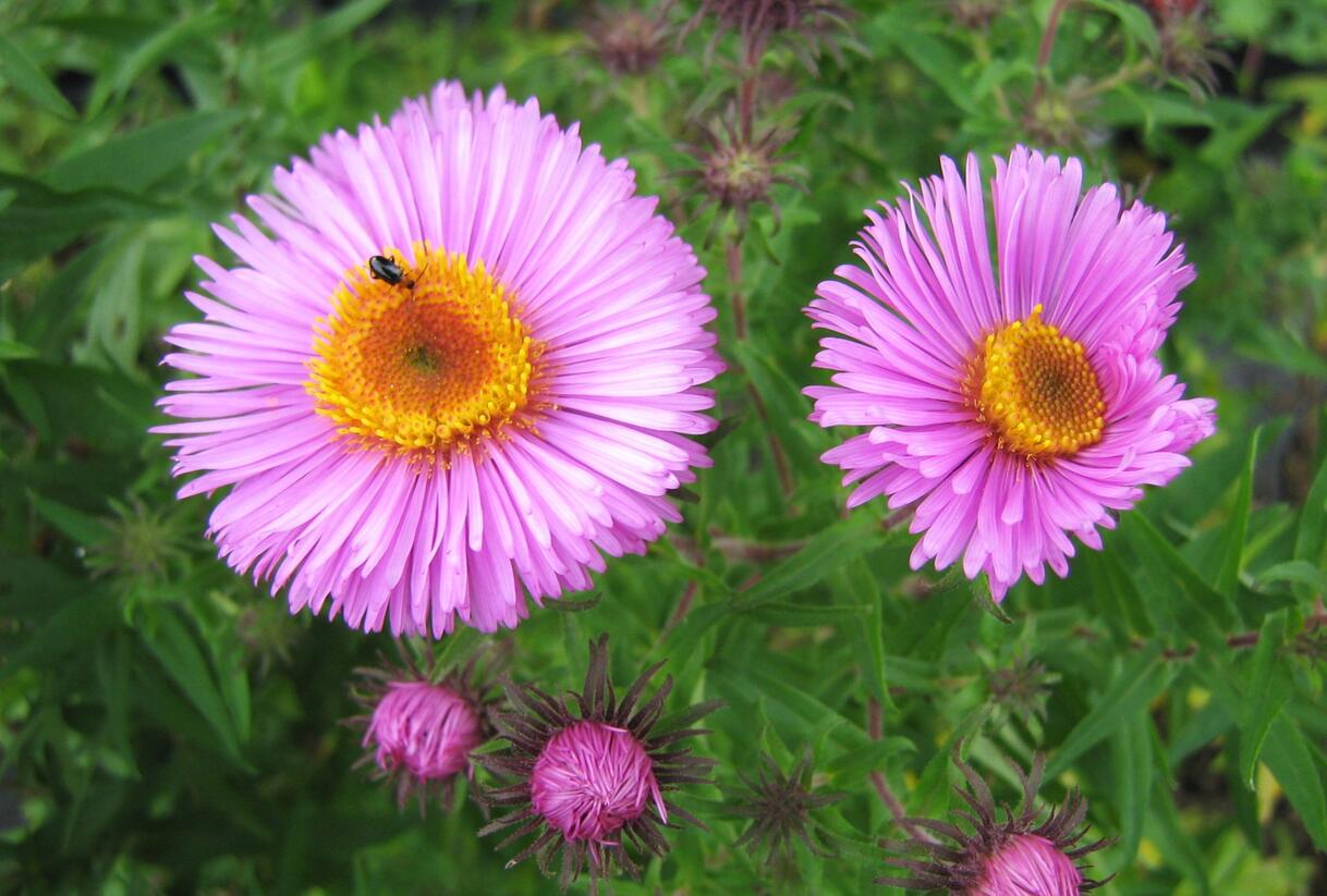 Hvězdnice novoanglická 'Barr's Pink' - Aster novae-angliae 'Barr's Pink'