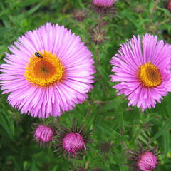 Hvězdnice novoanglická 'Barr's Pink' - Aster novae-angliae 'Barr's Pink'
