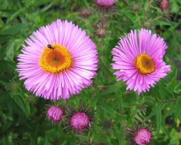 Hvězdnice novoanglická 'Barr's Pink'