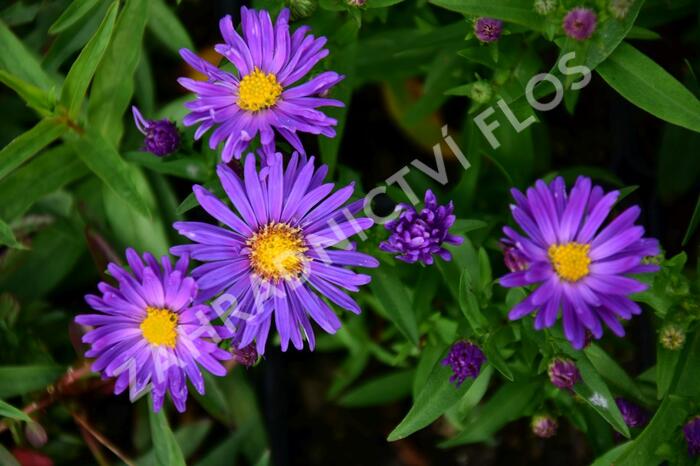 Hvězdnice novoanglická 'Violetta' - Aster novae-angliae 'Violetta'