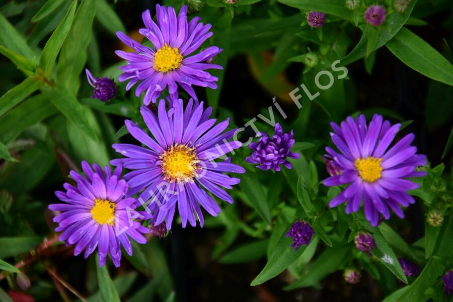 Hvězdnice novoanglická 'Violetta' - Aster novae-angliae 'Violetta'