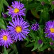 Hvězdnice novoanglická 'Violetta' - Aster novae-angliae 'Violetta'