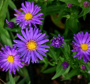 Hvězdnice novoanglická 'Violetta' - Aster novae-angliae 'Violetta'