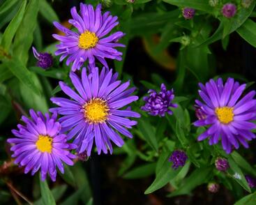 Hvězdnice novoanglická 'Violetta'