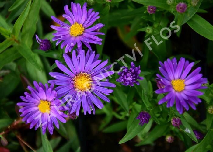 Hvězdnice novoanglická 'Violetta' - Aster novae-angliae 'Violetta'