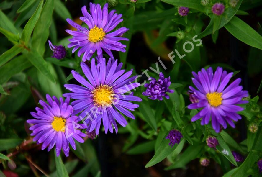 Hvězdnice novoanglická 'Violetta' - Aster novae-angliae 'Violetta'
