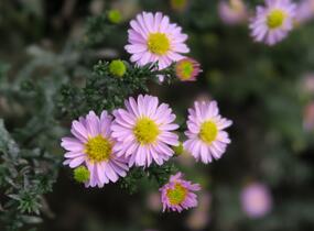 Hvězdnice novobelgická 'Strawberry & Cream' - Aster novi-belgii 'Strawberry & Cream'