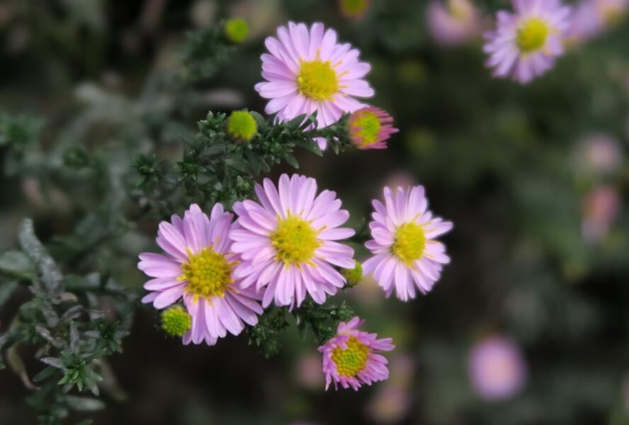 Hvězdnice novobelgická 'Strawberry & Cream' - Aster novi-belgii 'Strawberry & Cream'