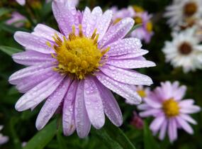 Hvězdnice novobelgická 'Strawberry & Cream' - Aster novi-belgii 'Strawberry & Cream'