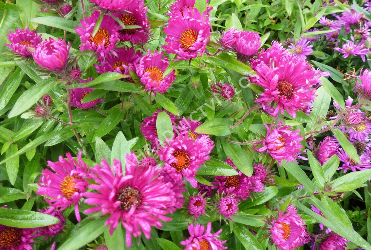 Hvězdnice novoanglická 'Rubinschatz' - Aster novae-angliae 'Rubinschatz'