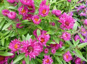 Hvězdnice novoanglická 'Rubinschatz' - Aster novae-angliae 'Rubinschatz'