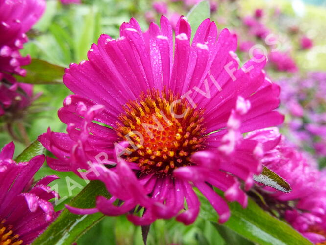 Hvězdnice novoanglická 'Rubinschatz' - Aster novae-angliae 'Rubinschatz'