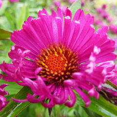 Hvězdnice novoanglická 'Rubinschatz' - Aster novae-angliae 'Rubinschatz'