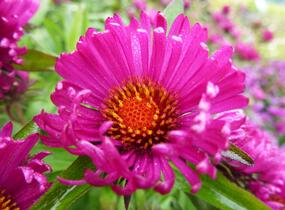 Hvězdnice novoanglická 'Rubinschatz' - Aster novae-angliae 'Rubinschatz'