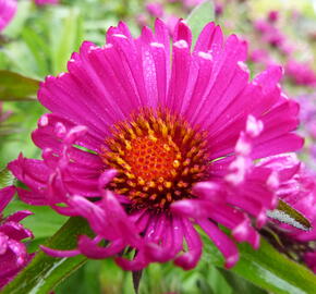 Hvězdnice novoanglická 'Rubinschatz' - Aster novae-angliae 'Rubinschatz'