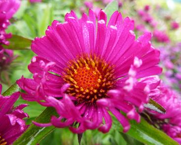 Hvězdnice novoanglická 'Rubinschatz'