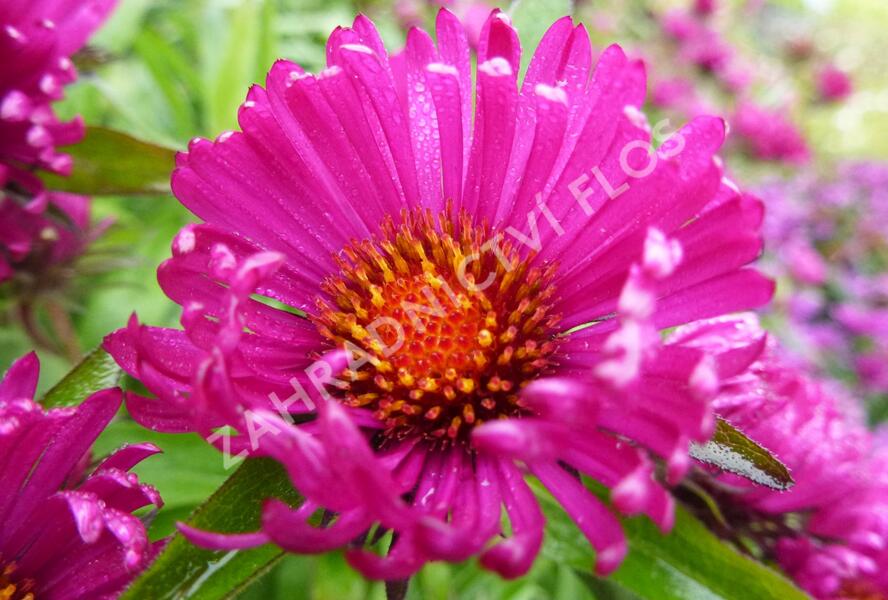Hvězdnice novoanglická 'Rubinschatz' - Aster novae-angliae 'Rubinschatz'