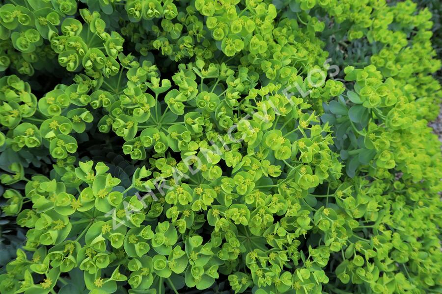 Pryšec myrtovitý - Euphorbia myrsinites