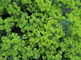 Pryšec myrtovitý - Euphorbia myrsinites